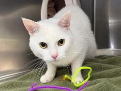 Shelter Stray Male Cat last seen 254th Street, BRONX, NY, 10471, 326 E 110th St, New York, NY 10029, USA