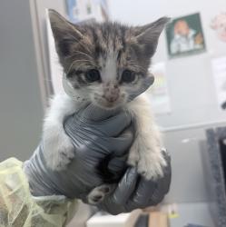 Shelter Stray Male Cat last seen Near E 227 Street, BRONX, NY, 10466, 326 E 110th St, New York, NY 10029, USA