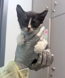 Shelter Stray Male Cat last seen Near E 227 Street, BRONX, NY, 10466, 326 E 110th St, New York, NY 10029, USA