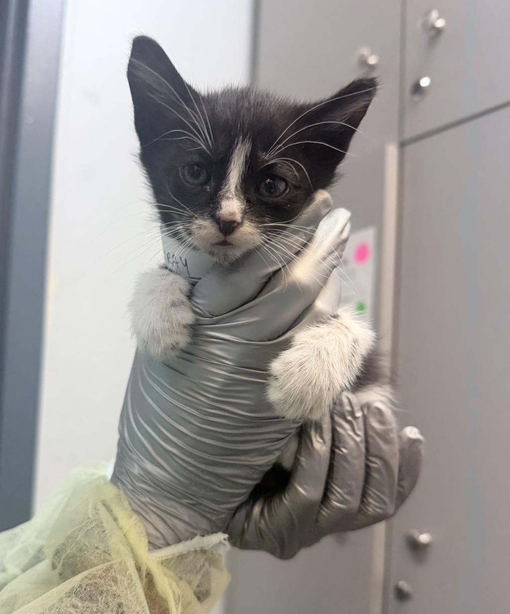 Shelter Stray Male Cat last seen Near E 227 Street, BRONX, NY, 10466, 326 E 110th St, New York, NY 10029, USA