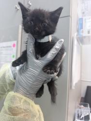 Shelter Stray Male Cat last seen Near E 227 Street, BRONX, NY, 10466, 326 E 110th St, New York, NY 10029, USA