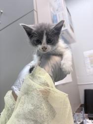Shelter Stray Female Cat last seen Near E 227 Street, BRONX, NY, 10466, 326 E 110th St, New York, NY 10029, USA