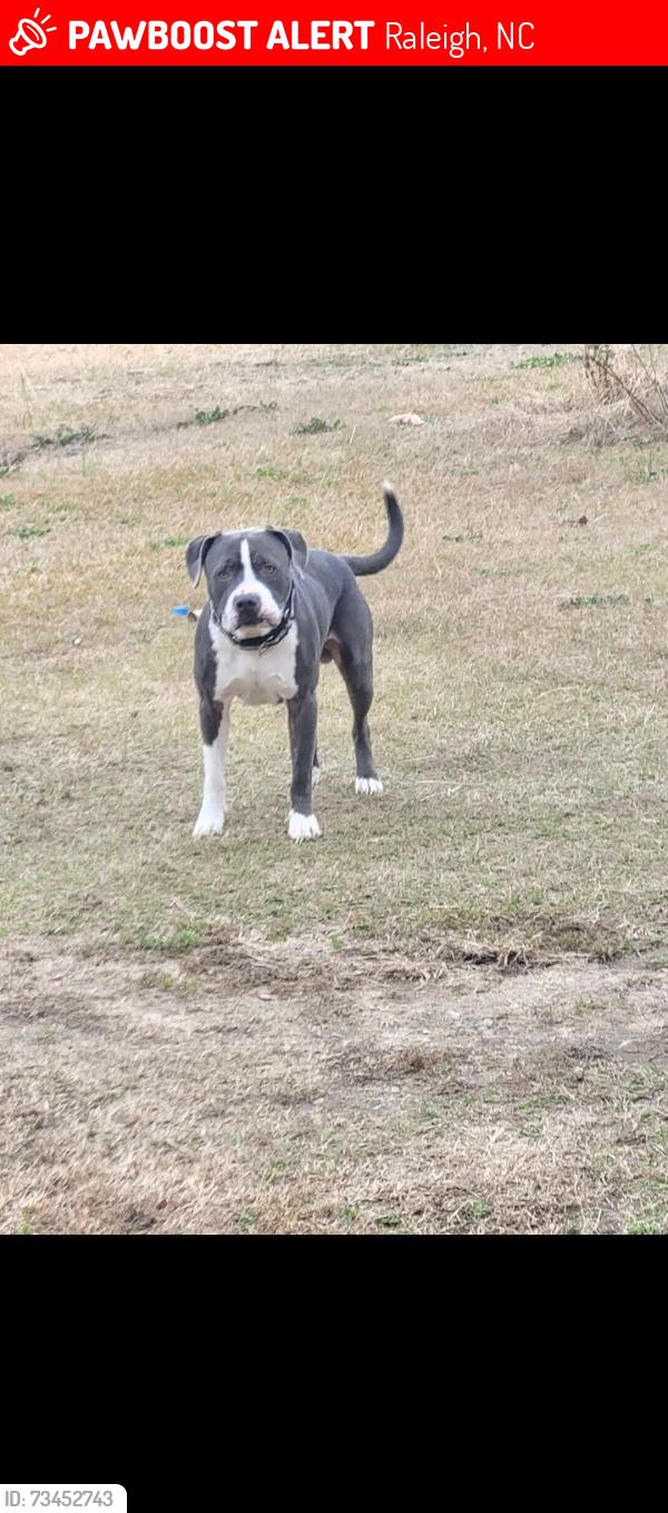 Lost Male Dog last seen Maxton nc, Raleigh, NC 27610