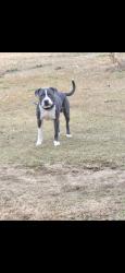 Lost Male Dog last seen Maxton nc, Raleigh, NC 27610