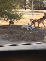 Found/Stray Male Dog last seen Fuente and muscatel, Hesperia, CA 92340