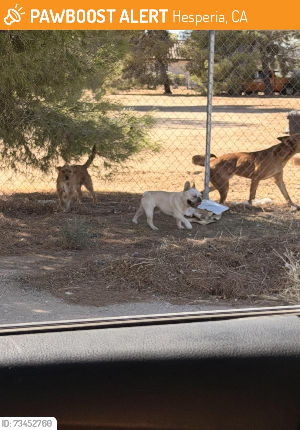 Found/Stray Male Dog last seen Fuente and muscatel, Hesperia, CA 92340