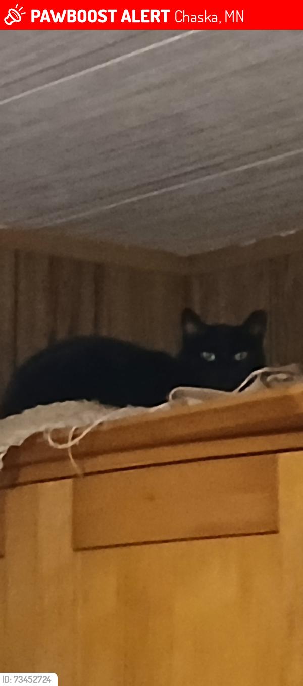Lost Female Cat last seen Dawnview Drive, Chaska, MN 55318