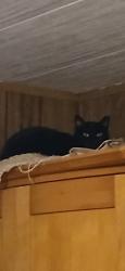 Lost Female Cat last seen Dawnview Drive, Chaska, MN 55318