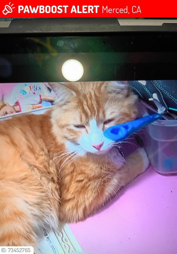 Lost Male Cat last seen 20th street, Merced, CA 95340