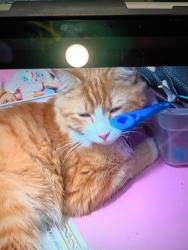 Lost Male Cat last seen 20th street, Merced, CA 95340