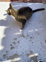 Found/Stray Unknown Cat last seen In front of the PA scale company, Lancaster, PA 17602