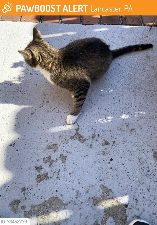 Found/Stray Unknown Cat last seen In front of the PA scale company, Lancaster, PA 17602