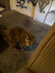 Lost Female Cat last seen E midway blvd, Denver, CO 80234