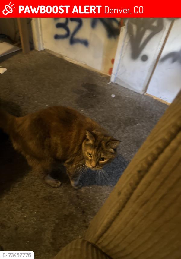 Lost Female Cat last seen E midway blvd, Denver, CO 80234