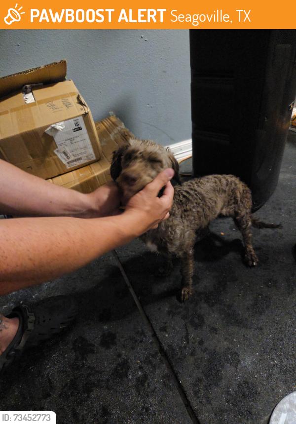 Found/Stray Female Dog last seen Water st & hwy 175, Seagoville, TX 75159