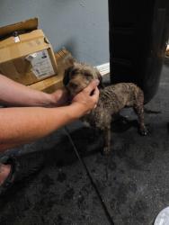Found/Stray Female Dog last seen Water st & hwy 175, Seagoville, TX 75159