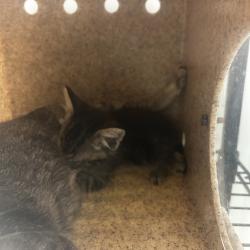 Shelter Stray Female Cat last seen , Animal Care & Control Team of Philly, 111 W Hunting Park Ave, Philadelphia, PA 19140, USA