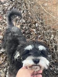 Reunited Male Dog last seen Maddox rd, Morrow, GA 30260