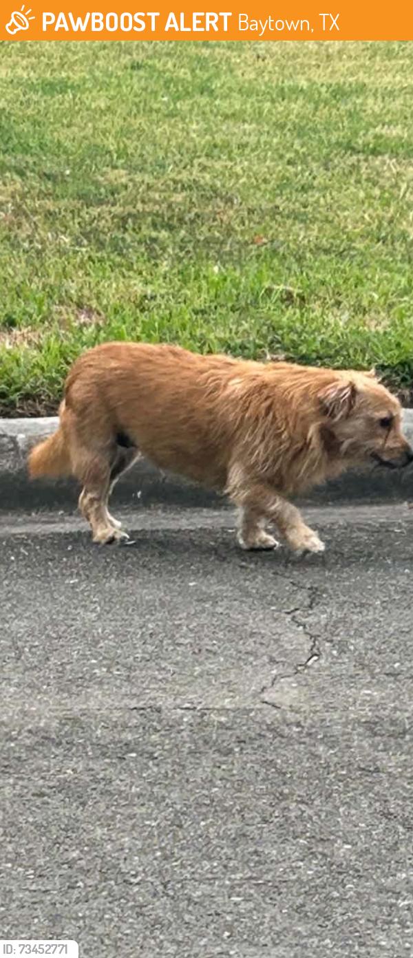 Found/Stray Unknown Dog last seen Near Long Dr Baytown, Baytown, TX 77521