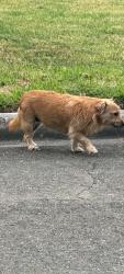 Found/Stray Unknown Dog last seen Near Long Dr Baytown, Baytown, TX 77521