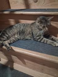 Found/Stray Female Cat last seen Main Street, Adamstown, PA 19501