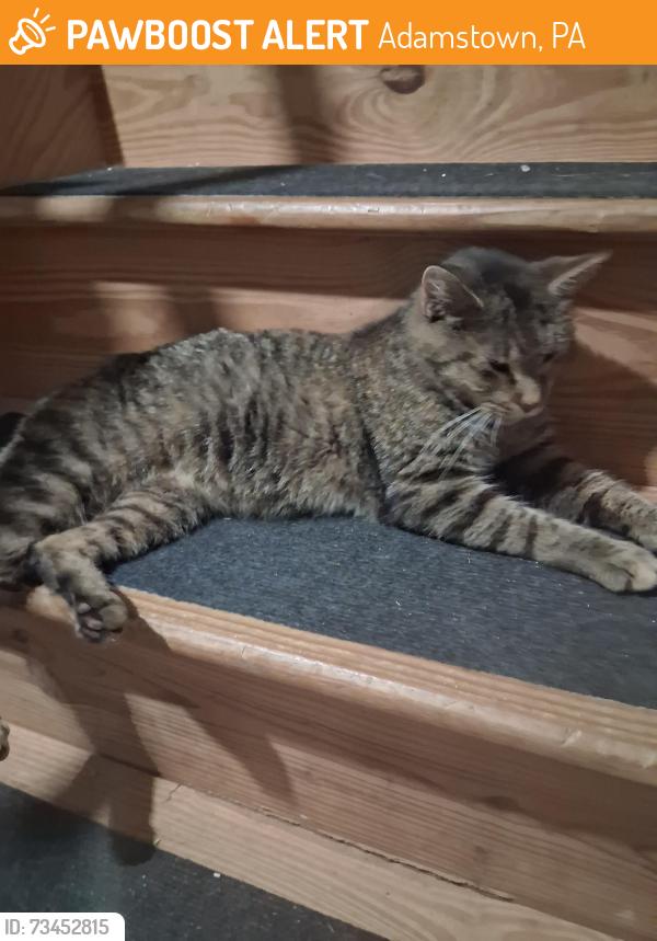Found/Stray Female Cat last seen Main Street, Adamstown, PA 19501