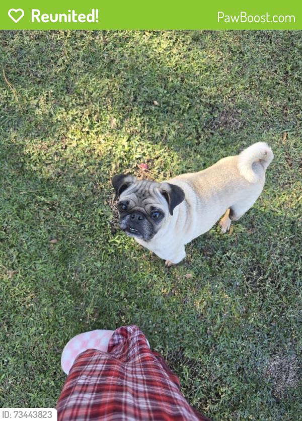 Reunited Male Dog last seen Pecos dr, Splendora, TX 77372