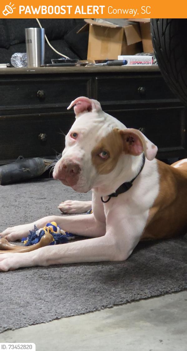 Found/Stray Male Dog last seen Church st, conway sc, Conway, SC 29527