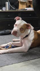 Found/Stray Male Dog last seen Church st, conway sc, Conway, SC 29527