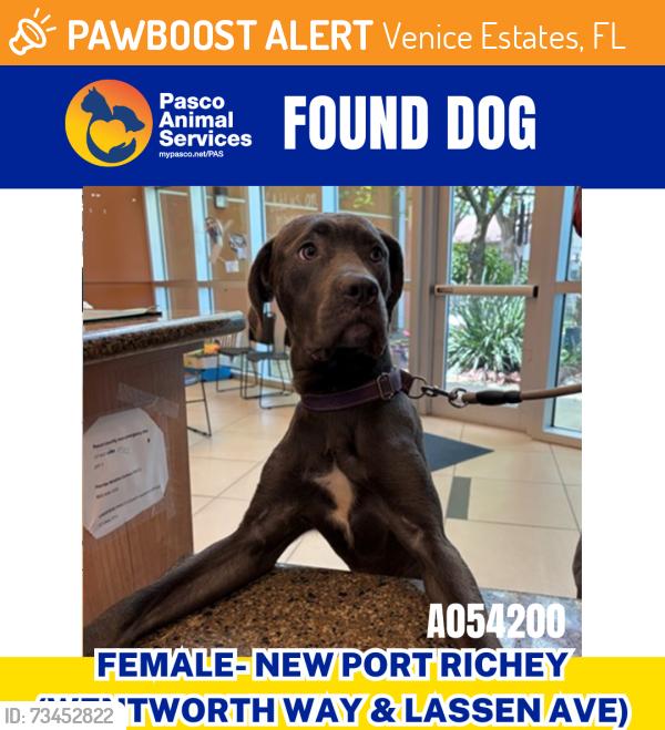 Found/Stray Female Dog last seen Wentworth Way & Lassen Ave, Venice Estates, FL 34655