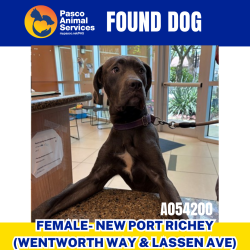 Found/Stray Female Dog last seen Wentworth Way & Lassen Ave, Venice Estates, FL 34655
