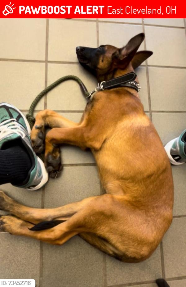 Lost Male Dog last seen from residence near Forest Hill Park, East Cleveland, OH, East Cleveland, OH 44112