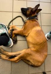 Lost Male Dog last seen from residence near Forest Hill Park, East Cleveland, OH, East Cleveland, OH 44112