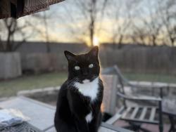 Lost Male Cat last seen w main st, willow way dr, truman elementary, lake, Norman, OK 73072