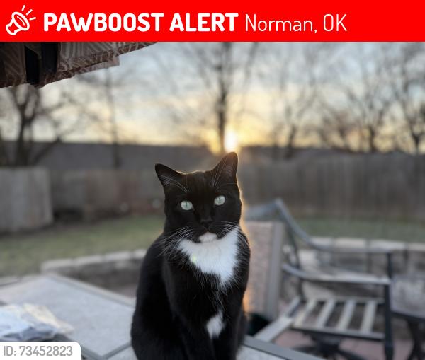 Lost Male Cat last seen w main st, willow way dr, truman elementary, lake, Norman, OK 73072