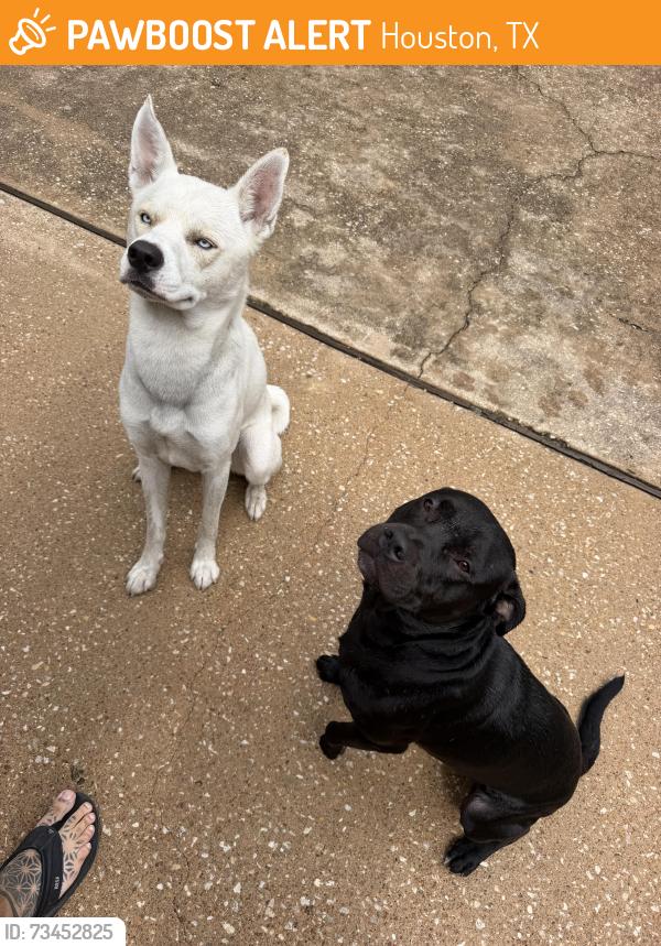 Found/Stray Male Dog last seen Webster, Houston, TX 77002