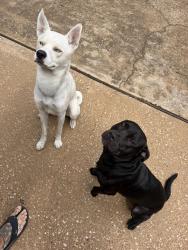 Found/Stray Male Dog last seen Webster, Houston, TX 77002