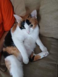 Lost Female Cat last seen Birch and chestnut, Santa Ana, CA 92701