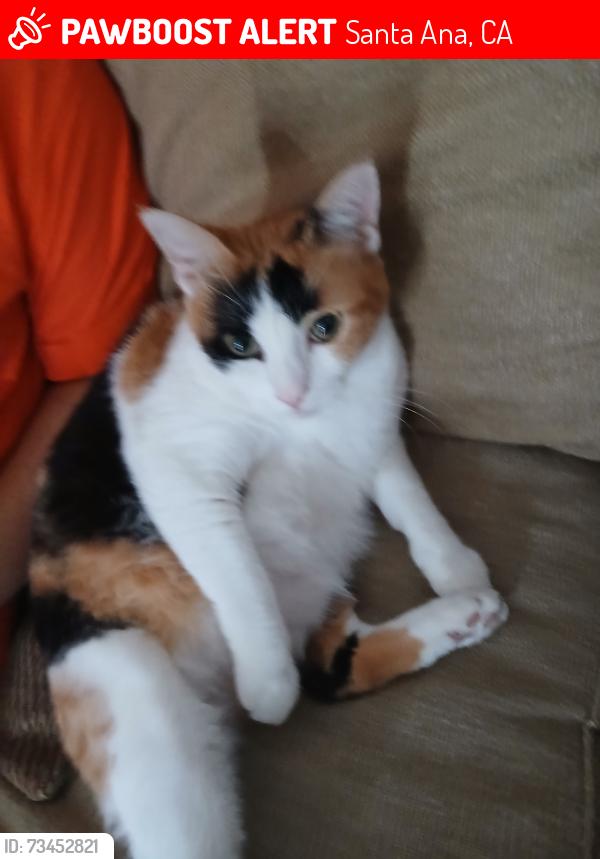 Lost Female Cat last seen Birch and chestnut, Santa Ana, CA 92701