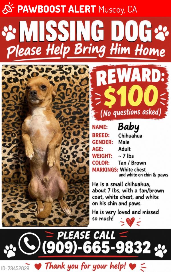 Lost Male Dog last seen Vermont and portola, Muscoy, CA 92407