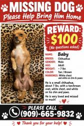 Lost Male Dog last seen Vermont and portola, Muscoy, CA 92407