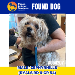 Found/Stray Male Dog last seen Ryals Rd & CR 54, Zephyrhills, FL 33541