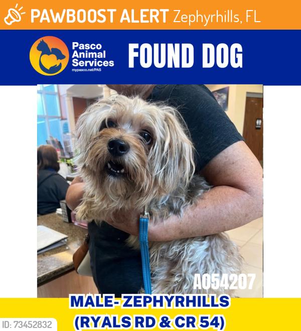 Found/Stray Male Dog last seen Ryals Rd & CR 54, Zephyrhills, FL 33541