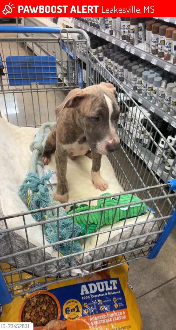 Lost Male Dog last seen Mississippi st, Leakesville, MS 39451