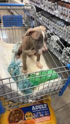 Lost Male Dog last seen Mississippi st, Leakesville, MS 39451