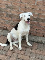 Found/Stray Female Dog last seen Kirkstone & Alexandra Park, Gleannloch Farms, TX 77379