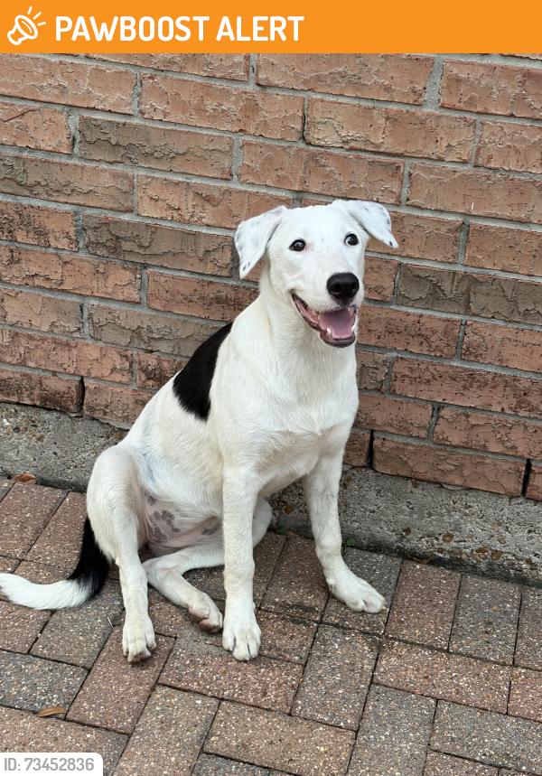 Found/Stray Female Dog last seen Kirkstone & Alexandra Park, Gleannloch Farms, TX 77379