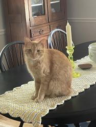 Reunited Male Cat last seen Milan Rd. and Red Forest Rd. (in Forest Valley neighborhood near Hobbs-N. Holden intersection), Greensboro, NC 27410