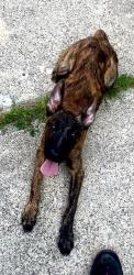 Lost Female Dog last seen from residence near Forest Hill Park, East Cleveland, OH, East Cleveland, OH 44112