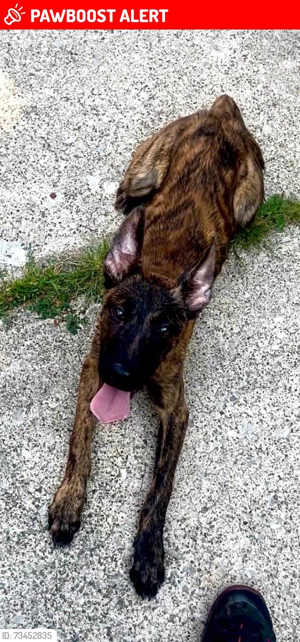 Lost Female Dog last seen from residence near Forest Hill Park, East Cleveland, OH, East Cleveland, OH 44112